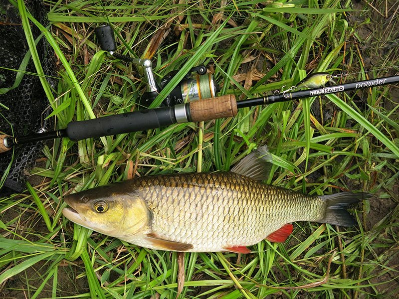 Рыбалка на голавлевой речке
